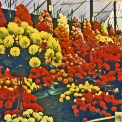 Dahlia Trade Displays